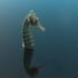 Hippocampus head in blue water. There is also a reflection of this head in the water HYPPO AV SP - Halloween Soundtrack 1